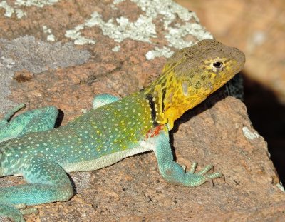 Eastern Collared Lizard