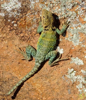 Eastern Collared Lizard