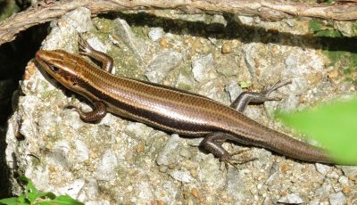 Common Five-Lined Skink