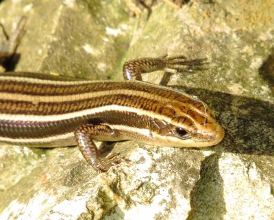 Common Five-Lined Skink