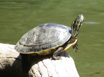 Eastern River Cooter