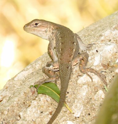 Prairie Lizard