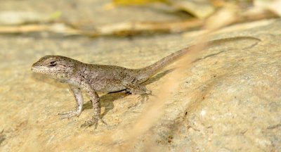 Prairie Lizard