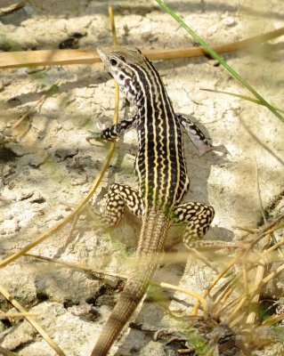 Common Checkered Whiptail