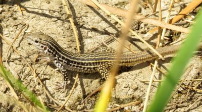 Common Checkered Whiptail