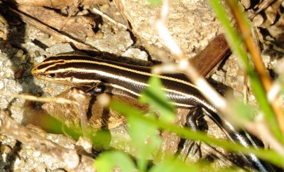 Common Five-Lined Skink