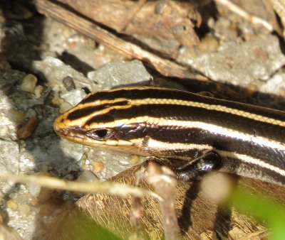 Common Five-Lined Skink