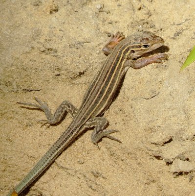 Prairie Racerunner