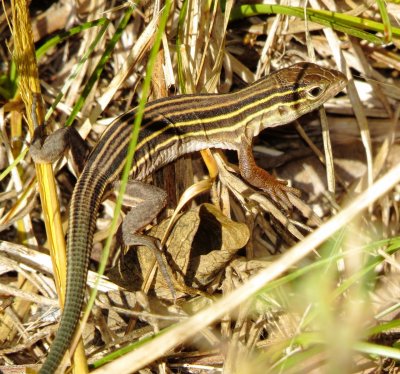 Prairie Racerunner