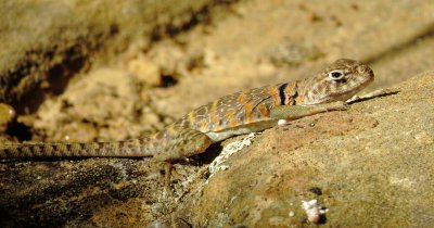 Eastern Collared Lizard