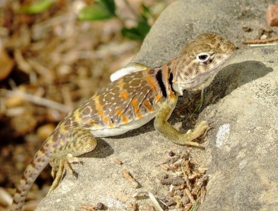 Eastern Collared Lizard