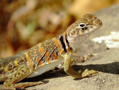 Eastern Collared Lizard