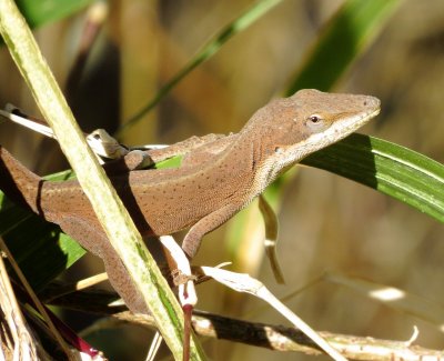 Green Anole