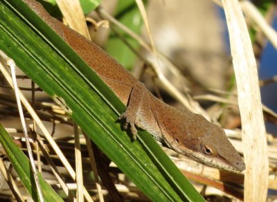 Green Anole