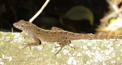 Brown Anole