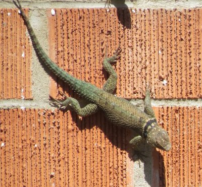 Blue Spiny Lizard