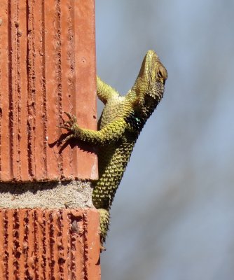 Blue Spiny Lizard