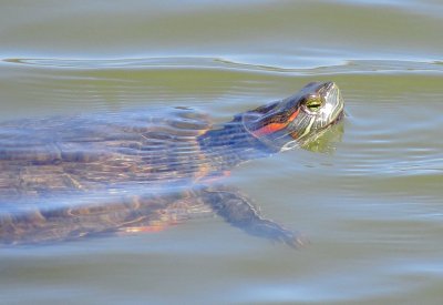 Red-Eared Slider