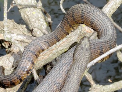 Diamondback Water Snake