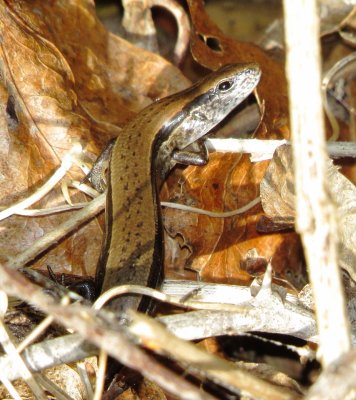 Little Brown Skink