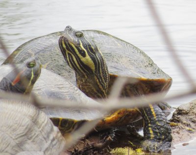 Eastern River Cooter