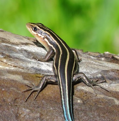 Broad-Headed Skink