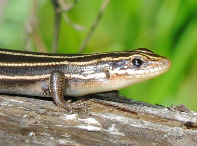 Broad-Headed Skink