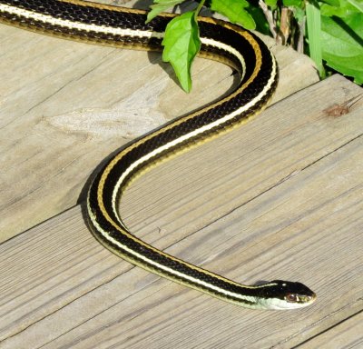 Western Ribbonsnake