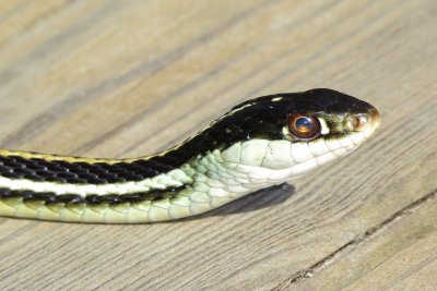 Western Ribbon Snake