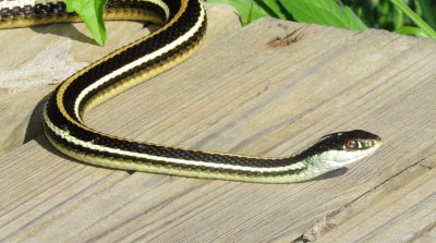 Western Ribbon Snake