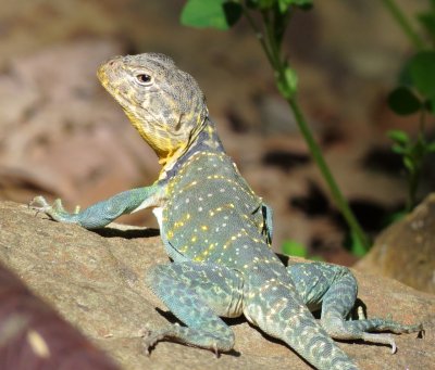 Eastern Collared Lizard