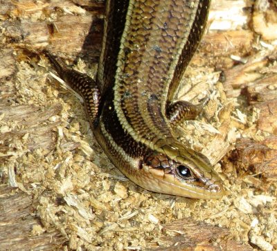 Common Five-Lined Skink