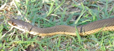 Graham's Crayfish Snake