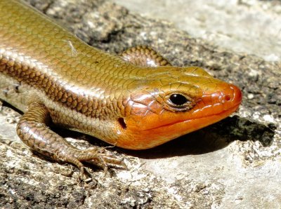 Common Five-Lined Skink