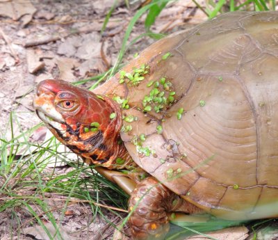 Three-Toed Box Turtle