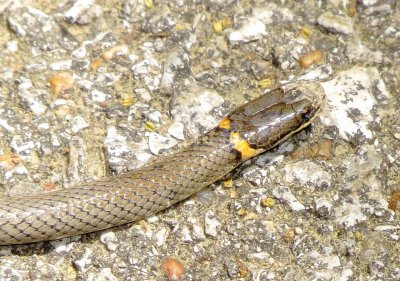 Priarie Ringneck Snake