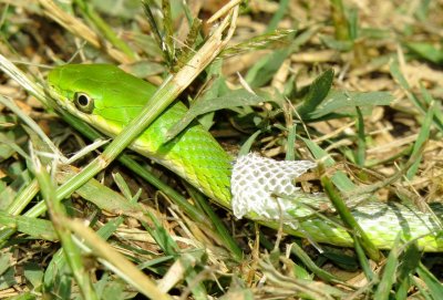 Rough Greensnake