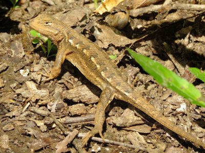 Prairie Lizard