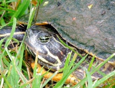 Eastern River Cooter