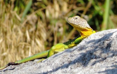 Eastern Collared Lizard