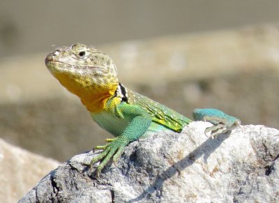 Eastern Collared Lizard