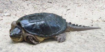 Common Snapping Turtle