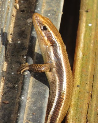 Common Five-Lined Skink