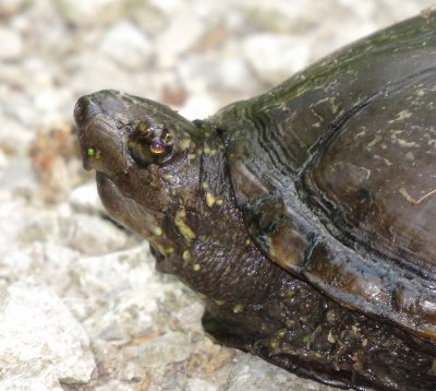 Mississippi Mud Turtle