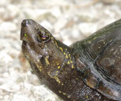 Mississippi Mud Turtle