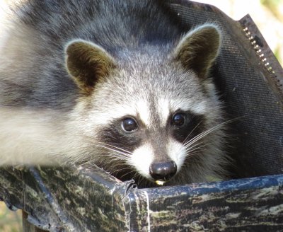 Common Raccoon