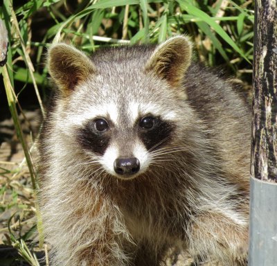 Common Raccoon