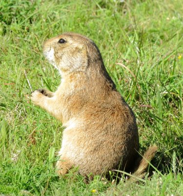 Black-Tailed Prairie Dog