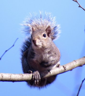 Eastern Gray Squirrel