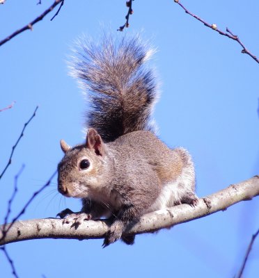 Eastern Gray Squirrel